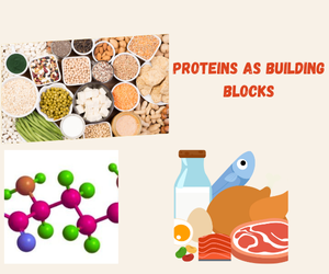 Proteins as Building Blocks